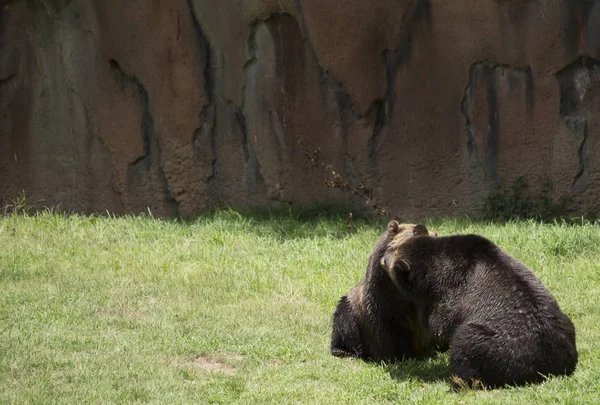 Brown Grizzly Bear — Fotografie, imagine de stoc