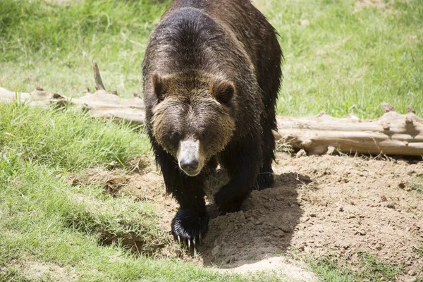 Orso grizzly marrone — Foto Stock