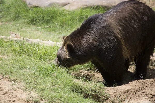 Orso grizzly marrone — Foto Stock