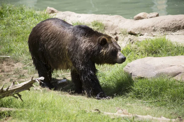 Barna grizzly medve — Stock Fotó