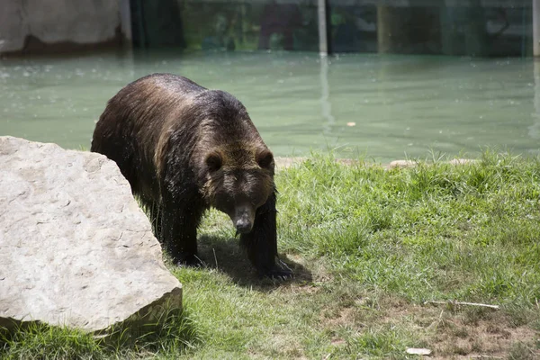 Barna grizzly medve — Stock Fotó