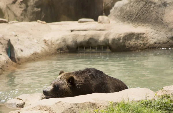 Orso grizzly marrone — Foto Stock