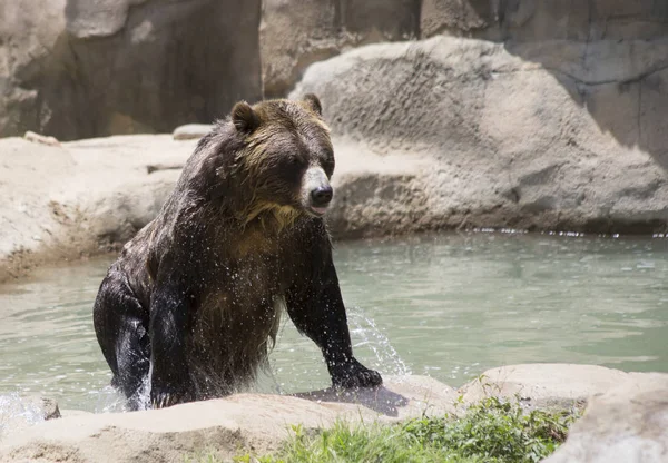 Urso pardo — Fotografia de Stock