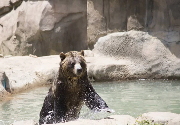 Urso pardo — Fotografia de Stock