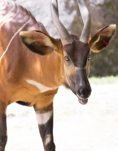 Bongo v pastvinách — Stock fotografie