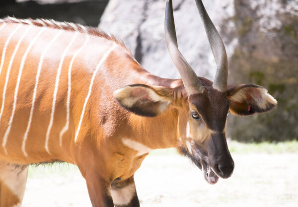 Бонго на пастбище

