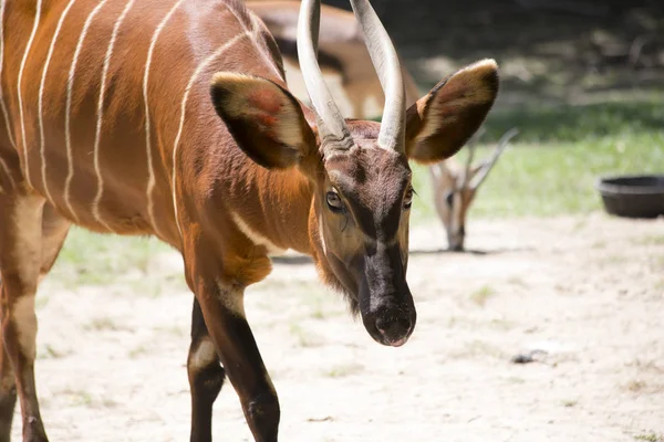 Bongo i en betesmark — Stockfoto