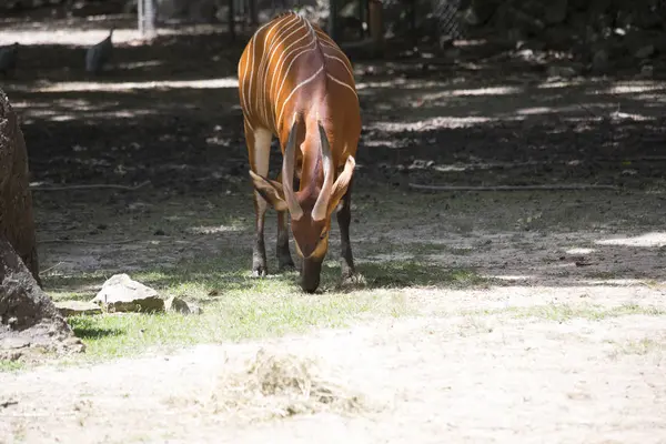 Bongo in a Pasture — Stock Photo, Image