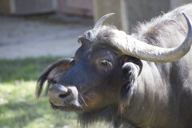 Cape Buffalo arazide