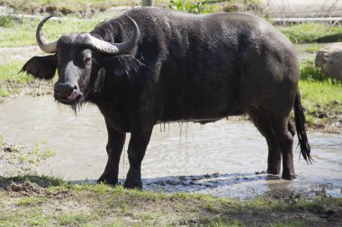 Cape Buffalo arazide