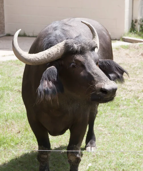 Cape Buffalo in Pasture — Stock Photo, Image
