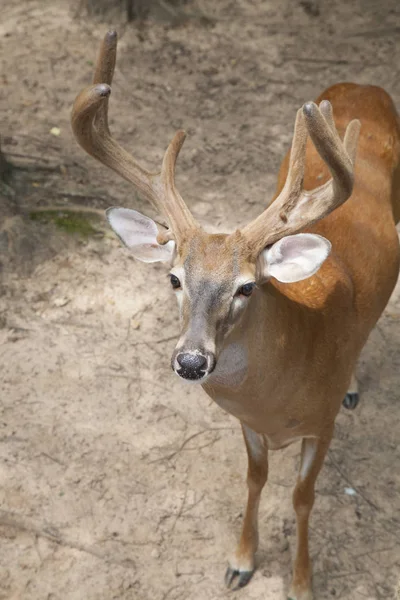 Buck de veado de cauda branca (Odocoileus virginianus ) — Fotografia de Stock