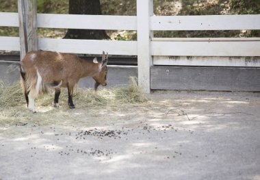 Saman üzerinde otlatma keçi