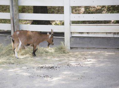 Bir beslenme alanında keçi