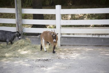 Bir beslenme alanında keçi