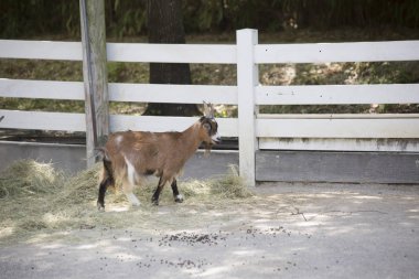 Keçi alan besleme yönü