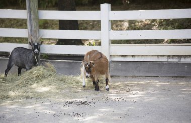 Keçi alan besleme yönü