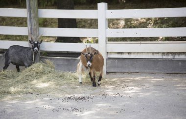 Keçi alan besleme yönü