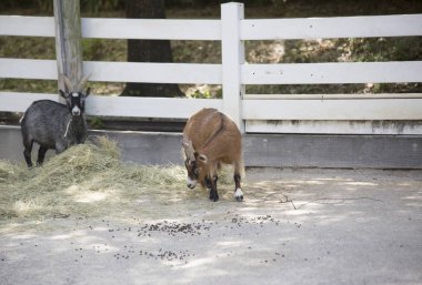 Keçi alan besleme yönü