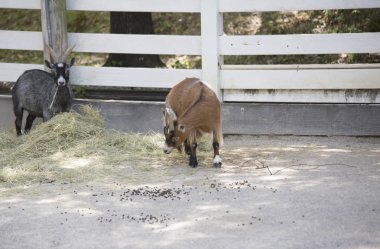 Keçi alan besleme yönü