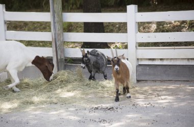 Çiftlik keçi kalem