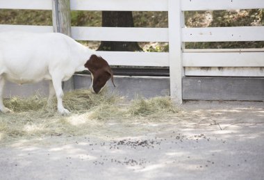 Çiftlik keçi kalem