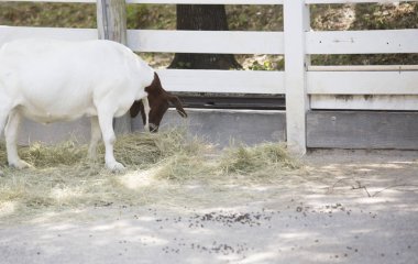 Saman üzerinde otlatma keçi