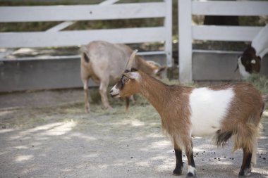 Çiftlik keçi kalem