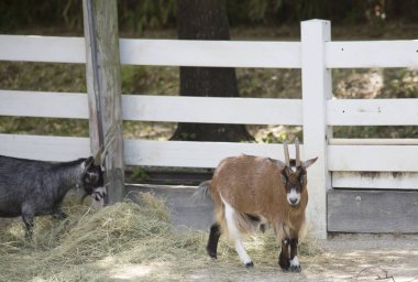 Çiftlik keçi kalem