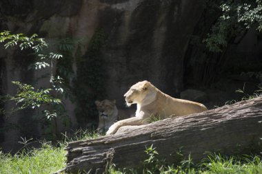 Bir bekçi olarak Izlerken lionesses