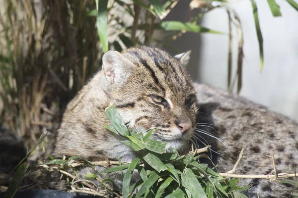 Close Up of a Fishing Cat — Stock Photo, Image