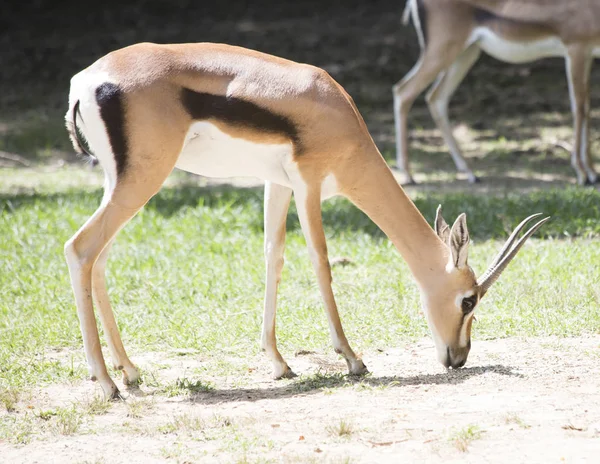 Feche acima de um Gazelle — Fotografia de Stock