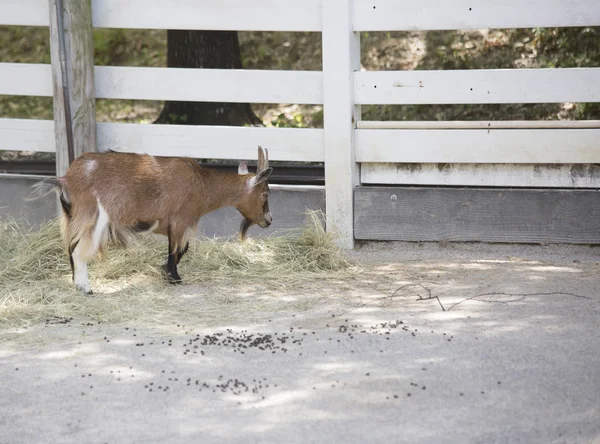 Koza v oblasti krmení — Stock fotografie