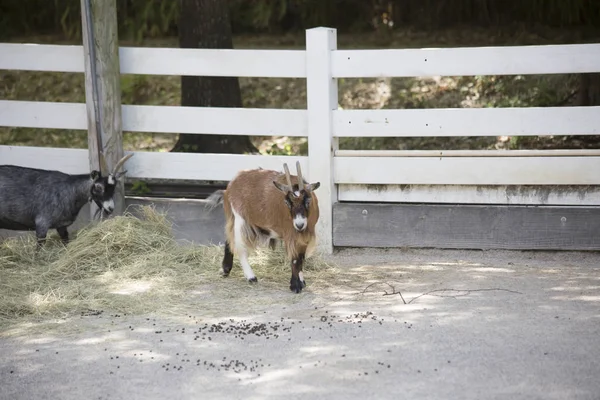 Bir beslenme alanında keçi