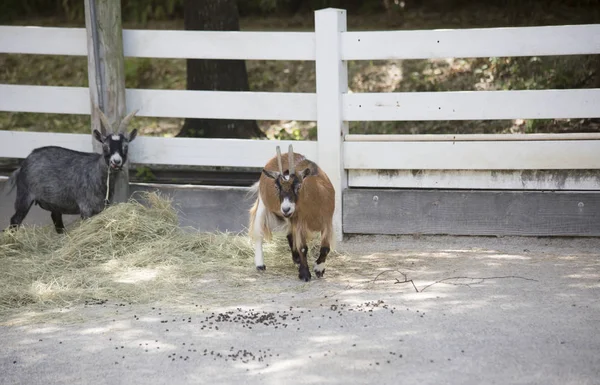 Keçi alan besleme yönü