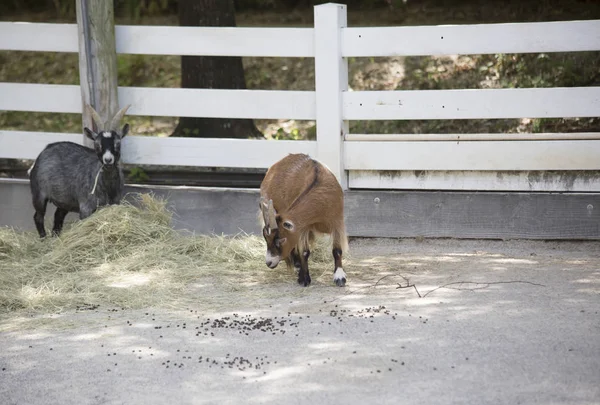 Keçi alan besleme yönü