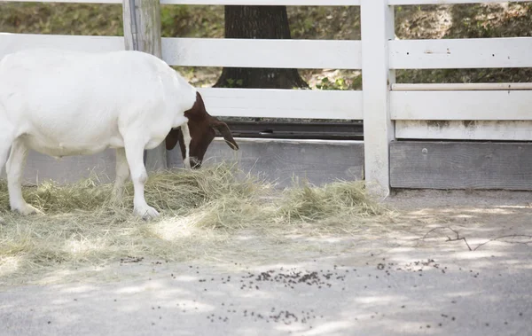 Saman üzerinde otlatma keçi