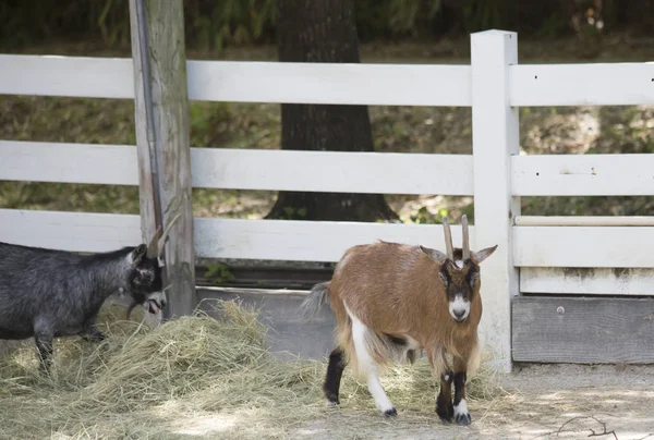 Çiftlik keçi kalem