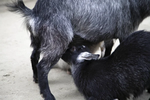 Kozí kojení od své matky — Stock fotografie