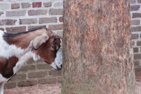 Närbild av en get — Stockfoto