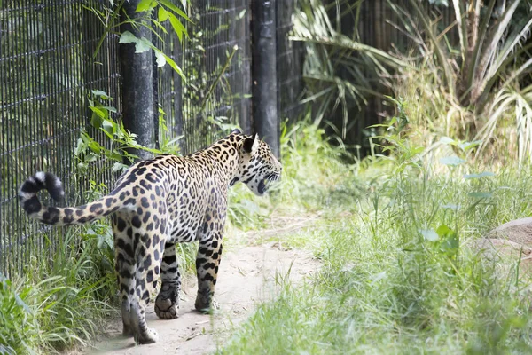 Bliska Jaguar — Zdjęcie stockowe