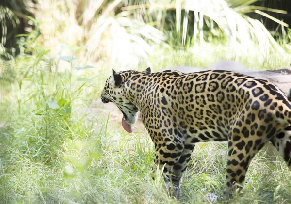 Close Up of a Jaguar — Stock Photo, Image