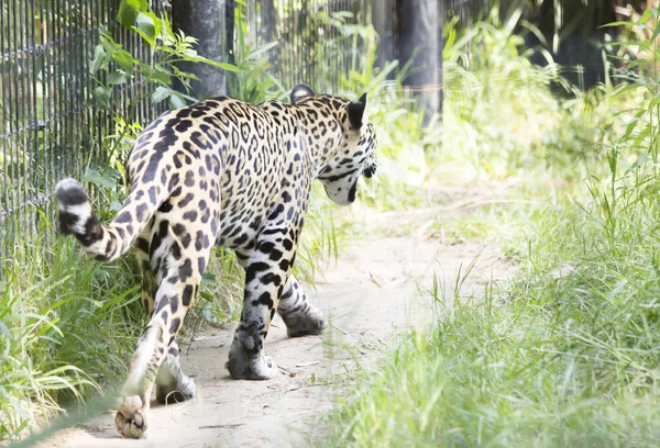 Gros plan d'une Jaguar — Photo
