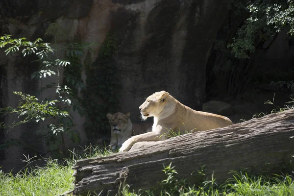 Bir bekçi olarak Izlerken lionesses