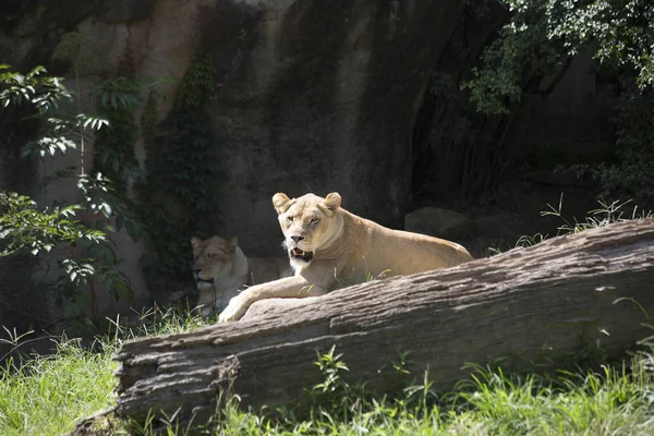 Close Up van een Lionesses — Stockfoto