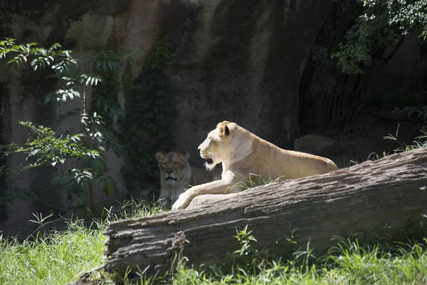 Close Up van een Lionesses — Stockfoto