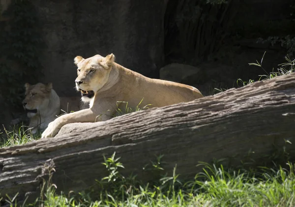 Bir Lionesses yakın çekim — Stok fotoğraf