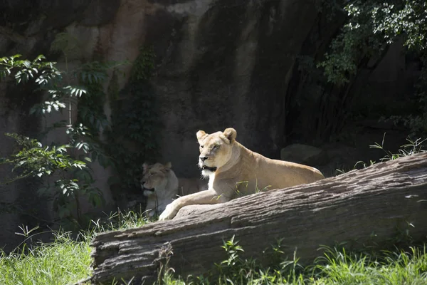 Close Up van een Lionesses — Stockfoto