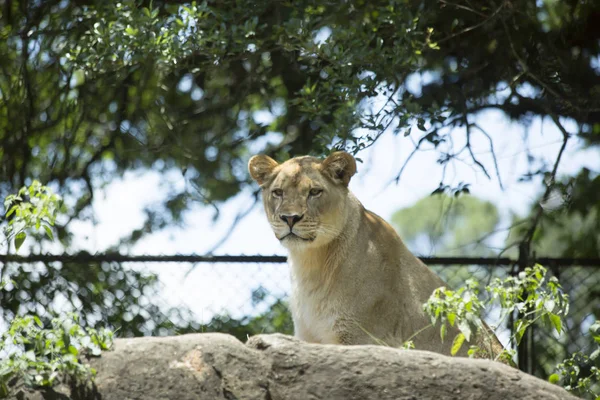 Close-Up de um leoas — Fotografia de Stock