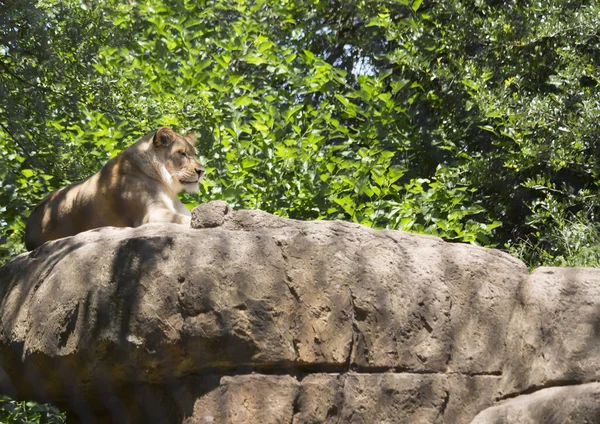 Close Up van een Lionesses — Stockfoto
